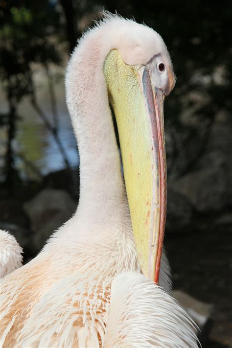 fotograf doga kanat hayvan pelikan seabird vahsi hayat hayvanat