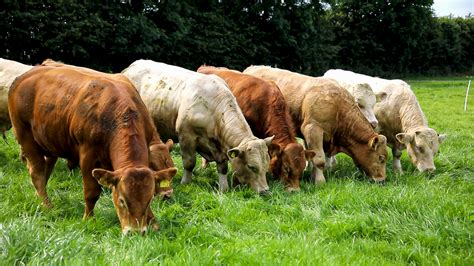 sustainability high   european beef farmers agendas agrilandie
