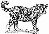 Jaguar Coloring Pages Colouring Kids Animal Animals Line Printable Jaguars Drawings Zoo Onca Visit Panthera Sketches Safari sketch template