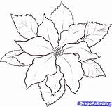 Poinsettia Christmas Draw Coloring Drawing Step Dragoart Flower Pages Outline Poinsettias Flowers Drawings Tattoo Watercolor Para Kids Clipart Colorear Poinsetta sketch template