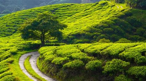 5 Best Tea Plantations In India News Travel News