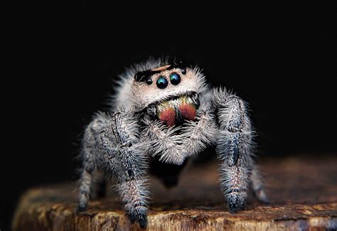 spiders basics body behavior  wildlife