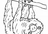 Coloring Pages Sloth Cute Toed Three Getcolorings Getdrawings Animals Easy sketch template