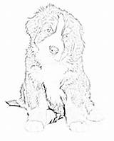 Berner Bernese Sennenhund Sennen Sennenhunde Malvorlagen Bovaro Colorare Hunde Cani Montaña Sketchite sketch template