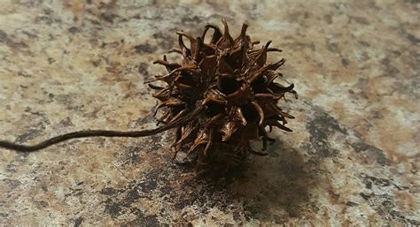 plants  kind  tree produces  seed pods   spiky balls  great