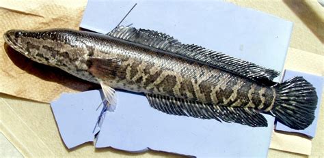 snakehead ocean treasures memorial library