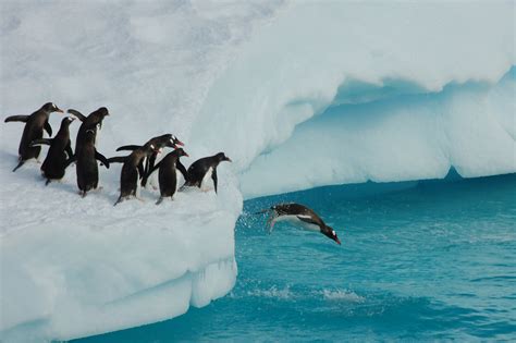penguins queued up to take their turns diving into the