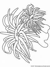 Coloring Pages Sea Ocean Anemone Plants Seaweed Printable Underwater Urchin Coral Cattail Waves Kids Getcolorings Oceans Seas Natural Colouring Adults sketch template