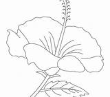 Hibiscus Coloring Drawing Drawings Flower Pages Printable Getcolorings Color Getdrawings sketch template