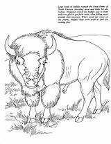 Buffalo Coloring Pages Bison African Printable American Kids Animals Animal Realistic Color Native Oregon Print Sheet Trail Adult Book Geography sketch template