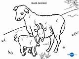 Goat Coloring Baby Farm Animal Pages Template Outline Kid Colouring Drawing Printable Templates Cow Cute Print Color Getcolorings Getdrawings sketch template