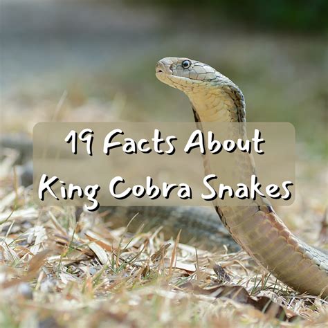 contando insectos cantidad lote real cobra snake grado calendario arrebatar