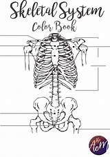 Skeletal Coloring Printable System Book Medicine Tumblr sketch template