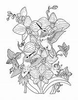 Coloring Pages Adult Orchid Orchids Hummingbirds Hummingbird Flower Template Etsy Digital Popular Printable Needle Punch Pattern Sold Bird Print sketch template
