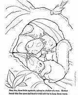 Coloring Squirrel Preschool Hibernating Pages Library Animal Color sketch template