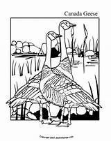 Goose Coloring Pages Canada Colouring Geese Printable Crafts Sheets Kids Birds Canadian Thekidzpage Popular Preschool Books Craft sketch template