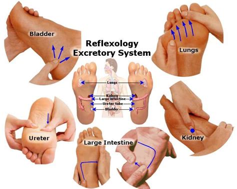 reflexology excretory system the excretory system