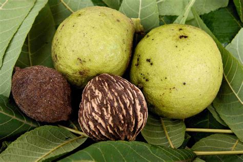 harvest black walnuts
