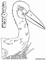 Stork Coloring Pages Drawing Print Getdrawings sketch template