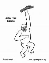 Coloring Gorilla Downloading Printing Pdf sketch template