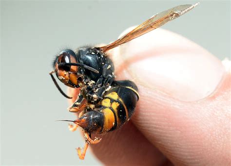 People Warned As Deadly Asian Hornet Wasps Spotted In Ireland