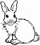 Rabbit Coloring Pages Bunny Animals Drawing Cute sketch template