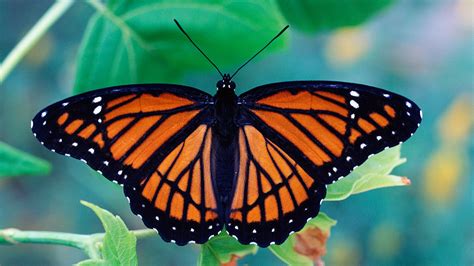 butterfly facts information types species scientific