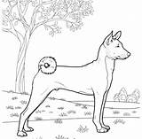 Basenji Coloring Pages Printable Supercoloring Dogs Drawing Color Gif sketch template