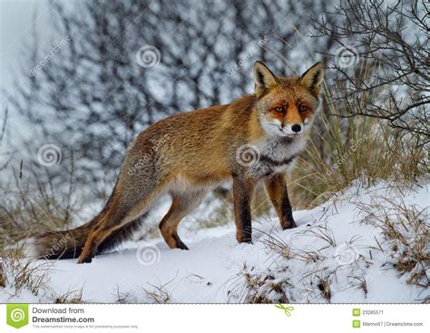 Red Fox In The Snow Stock Image Image 23285571