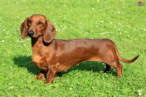 dachshund dog breeds wiener dog weiner dog