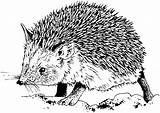Hedgehog Pages Coloring Animals Printable Cute Colouring Drawing Kb sketch template