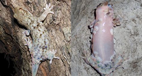 detachable scales turn this gecko into an escape artist science news