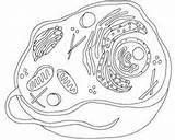 Cell Coloring Bacteria Prokaryote sketch template