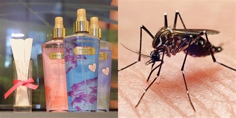 whoa your victoria s secret perfume may double as mosquito repellent