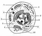Celula Celulas Eucariota Procariota Vegetal Humana Necesito Célula Células Estrutura Brainly Membrana Estructuras Seonegativo Estudios Biologia Tus sketch template