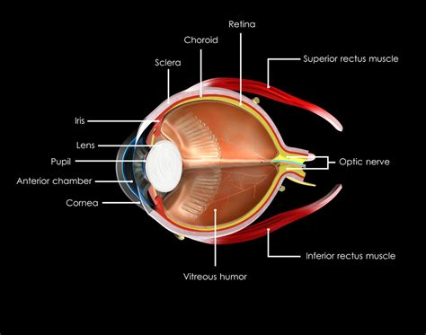 brain   eye   work  discovery eye foundation