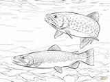 Trout Disegno Truite Bachforelle Salmo Saltwater Trouts Colouring Ausmalbild Trutta Stampare Paintingvalley Trote Coloringbay Dentistmitcham sketch template