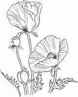Poppies Poppy Remembrance sketch template