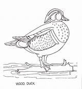 Duck Coloring Wood Pages Drawings 14kb Color Drawing Google Choose Board Search sketch template