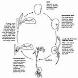 Cycle Plant Life Grade Coloring Science 4th Pages Cycles Clipart Flowering Kids Plants Worksheet Worksheets Activities Color Fourth Kindergarten Reproduction sketch template