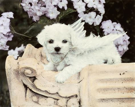 puppy  wings photograph  sharon forbes fine art america