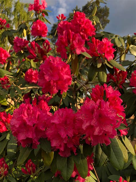 rhododendron bush   full bloom gardening
