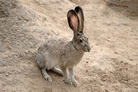 rabbit  hare wild view