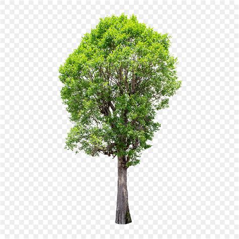 isolated tree hd transparent isolated trees  white background trees