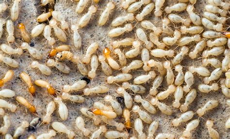 signs  termites   home safeguard pest control