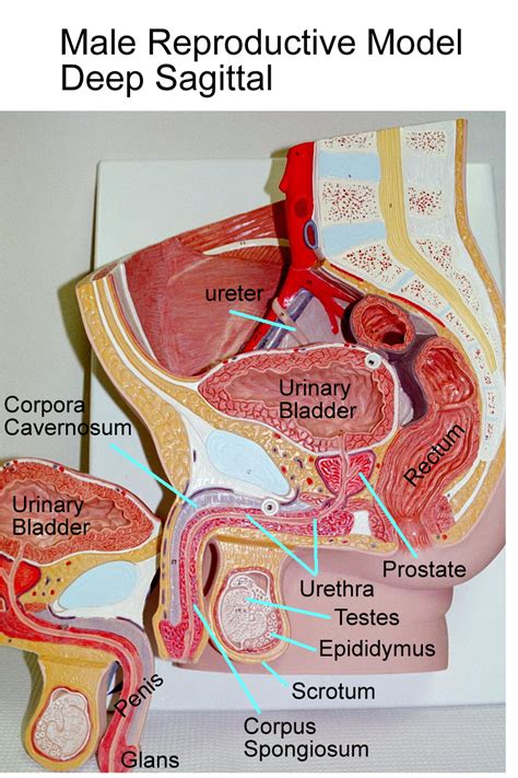 Image Result For Urinary Bladder And Urethra Lab Model