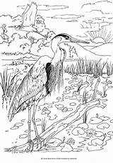 Coloring Pages Birds Book Bird Dover Sheets Publications Doverpublications Beautiful Heron Haven Creative Books Welcome Colouring Printable Blue Color Adult sketch template