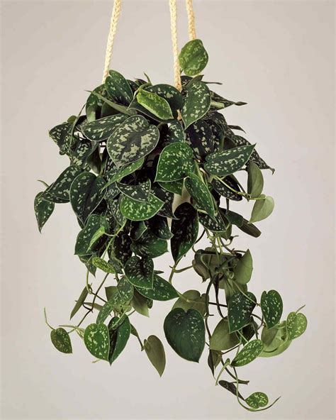 indoor  outdoor hanging plants   home hanging plants  indoor