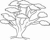 Tree Coloring Pages Branch Oak Colouring Trunk Kids Trees Drawing Sheets Banyan Leaves Printable Many Template Acacia So Branches Color sketch template