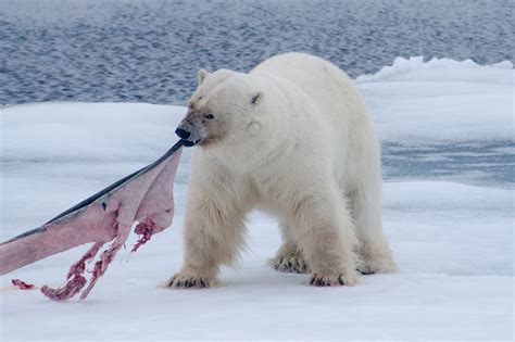 curiosidades sobre los osos polares